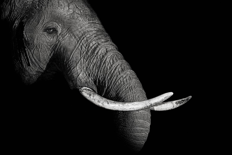 Elephant portrait in the darkness of the night.